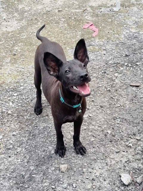 Bibi (Small Size Dog)  - Miniature Pinscher Mix Dog