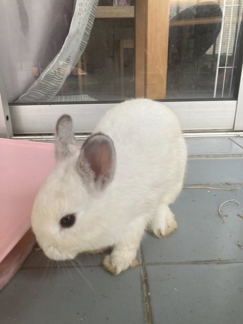 Quin - Netherland Dwarf Rabbit