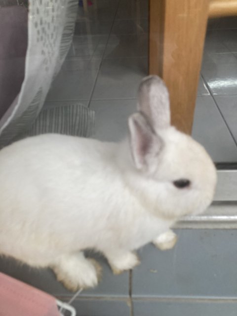 Quin - Netherland Dwarf Rabbit