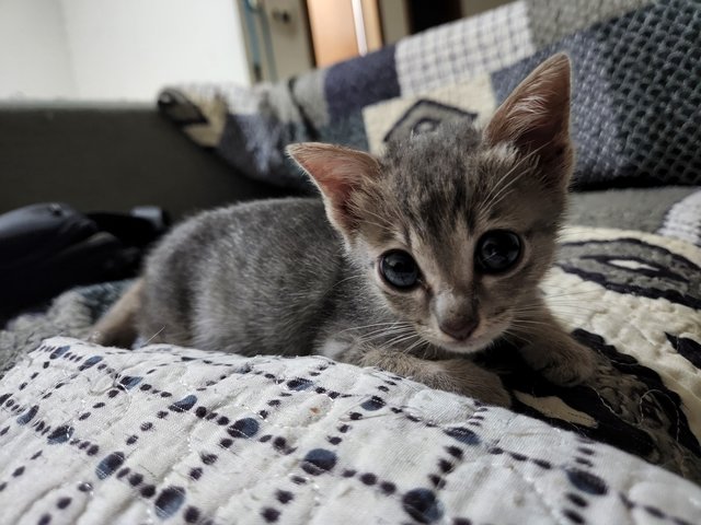 Grey - Domestic Short Hair + Domestic Medium Hair Cat