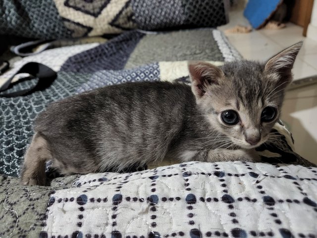 Grey - Domestic Short Hair + Domestic Medium Hair Cat