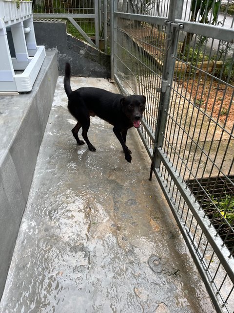 Lucky - Mixed Breed Dog