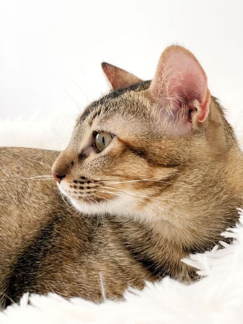 Anna - Domestic Short Hair Cat