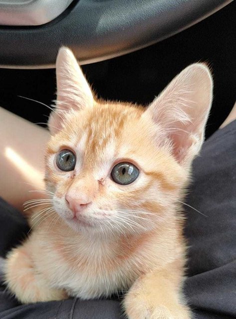 Taco - Domestic Short Hair Cat