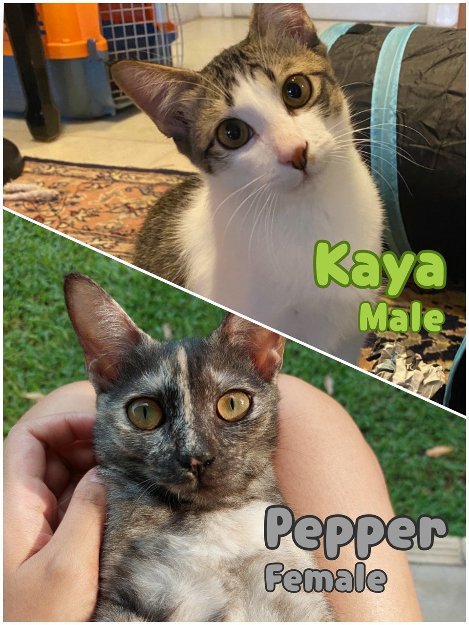 Kaya 🍞 &amp; Pepper 🧂 (Both Reserved) - Domestic Short Hair Cat