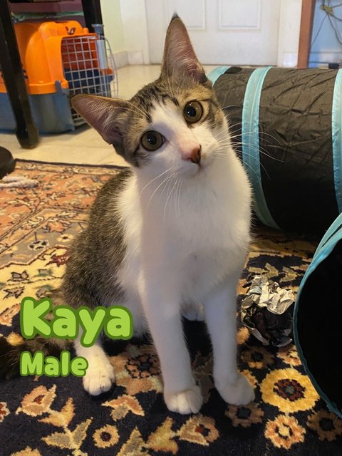 Kaya 🍞 &amp; Pepper 🧂 (Both Reserved) - Domestic Short Hair Cat