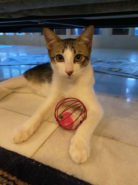 Kaya 🍞 &amp; Pepper 🧂 (Both Reserved) - Domestic Short Hair Cat