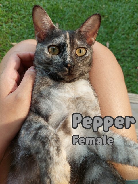 Kaya 🍞 &amp; Pepper 🧂 (Both Reserved) - Domestic Short Hair Cat