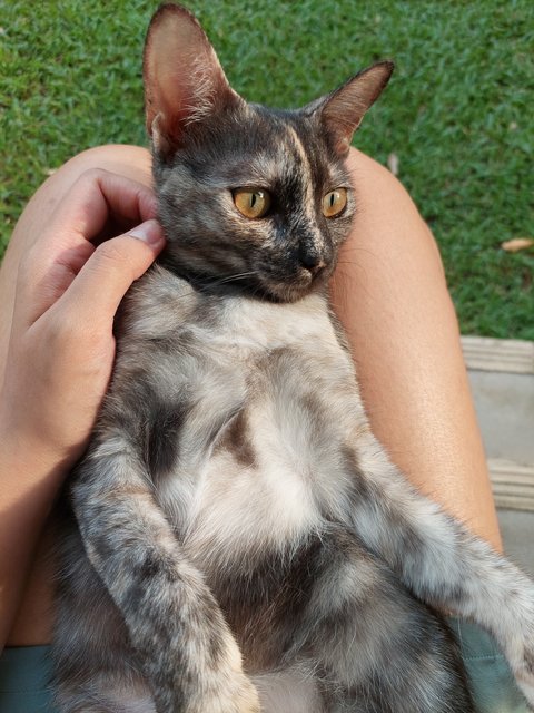 Kaya 🍞 &amp; Pepper 🧂 (Both Reserved) - Domestic Short Hair Cat