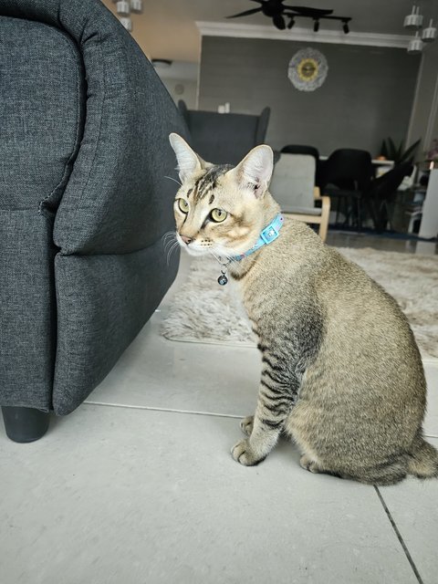 Kontot - Singapura + Pixie-Bob Cat