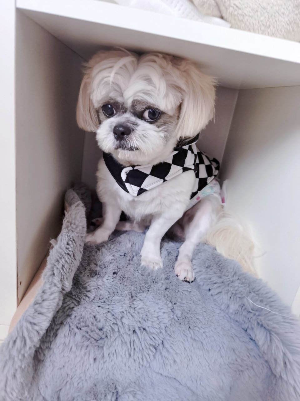 Machi - Shih Tzu Dog