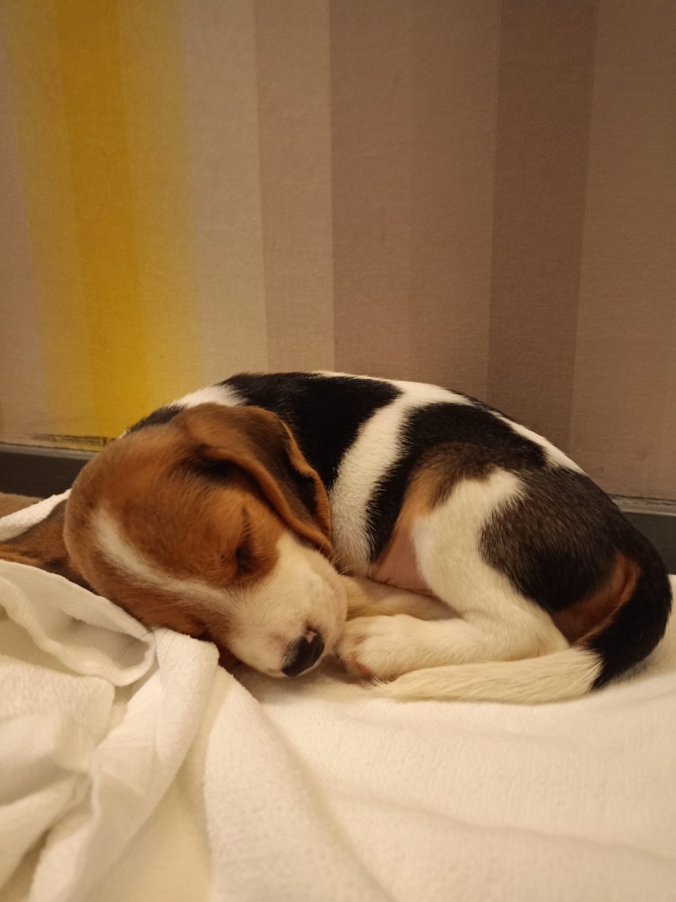 Jaron - Beagle Dog