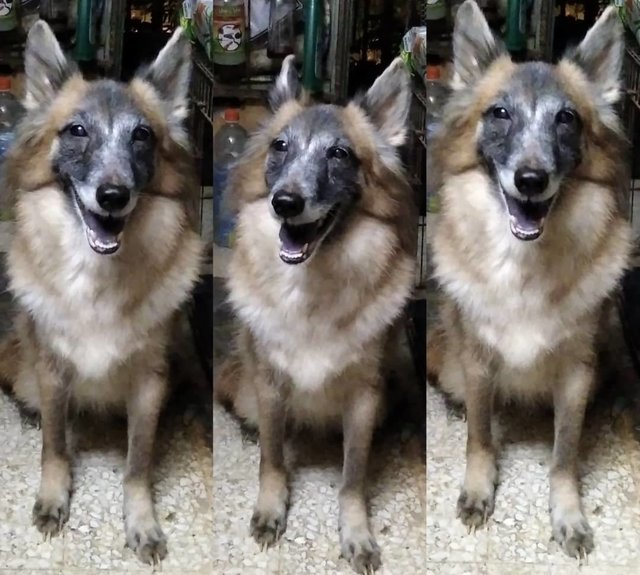 Bear - Belgian Shepherd Tervuren Dog