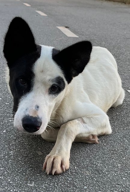 Tin Tin - Mixed Breed Dog