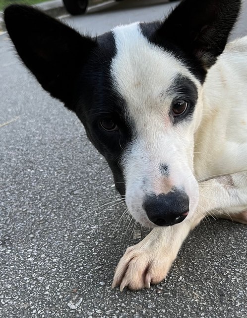 Tin Tin - Mixed Breed Dog