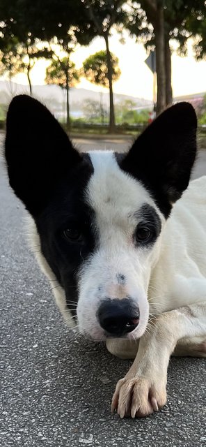 Tin Tin - Mixed Breed Dog