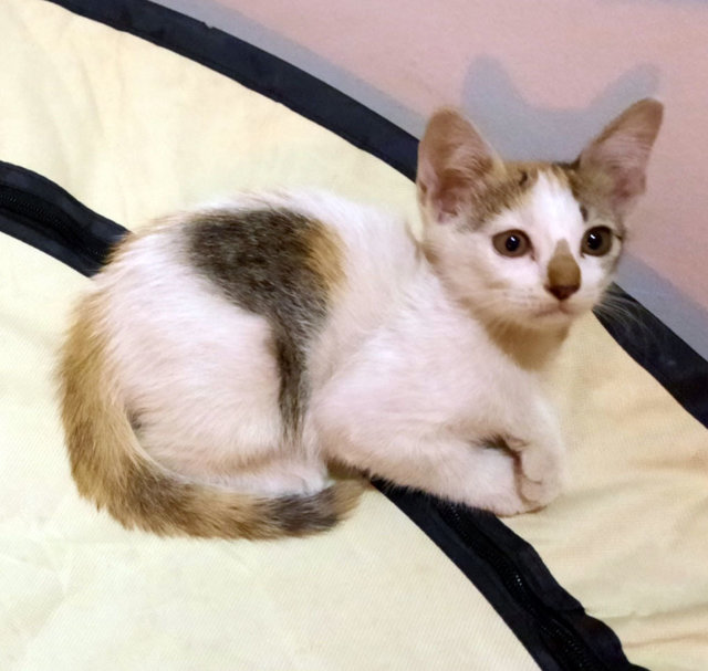 Marble - Domestic Short Hair Cat
