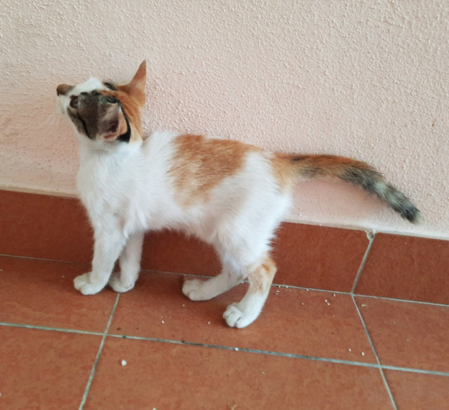 Marble - Domestic Short Hair Cat