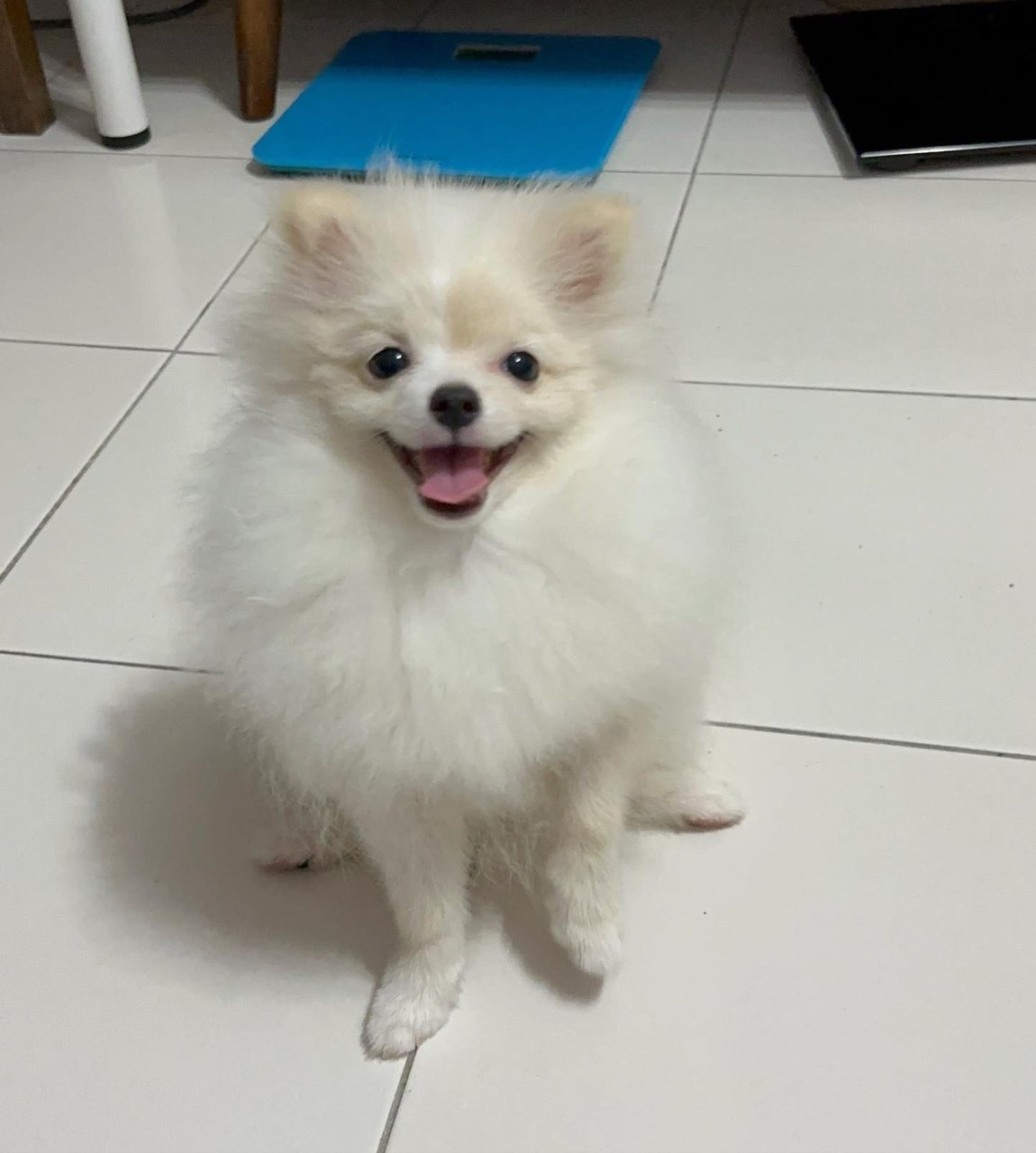 Luee - Pomeranian Dog