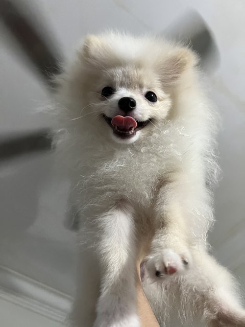 Luee - Pomeranian Dog