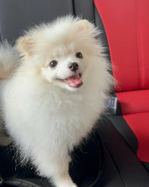 Luee - Pomeranian Dog