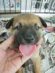 Urgent: Female Puppy 02 - Mixed Breed Dog