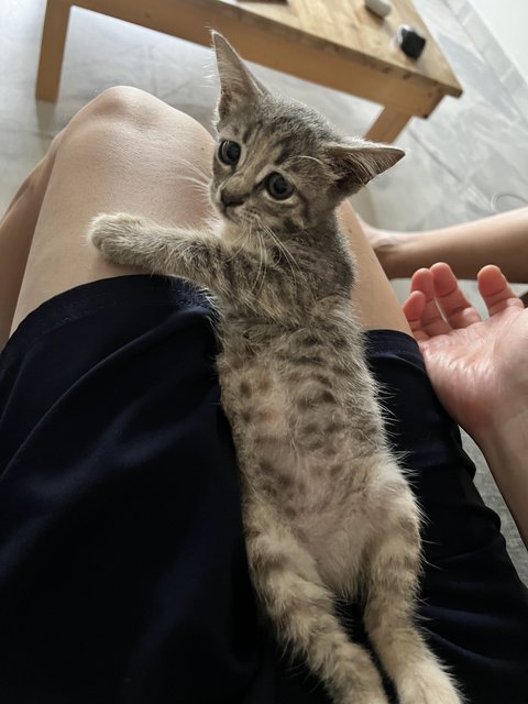 Pumpkin And Mushroom - Domestic Short Hair Cat