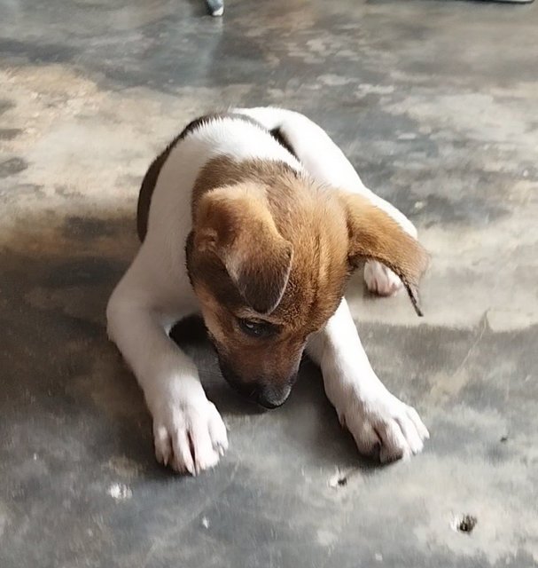 Cutie Pie - Mixed Breed Dog