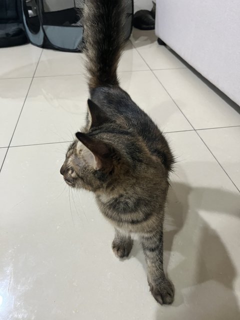 (Urgent! Paid Adoption) Teddy  - Domestic Medium Hair Cat