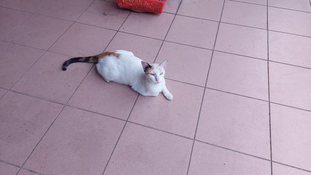 Bean - Domestic Short Hair Cat