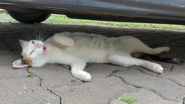 Bean - Domestic Short Hair Cat