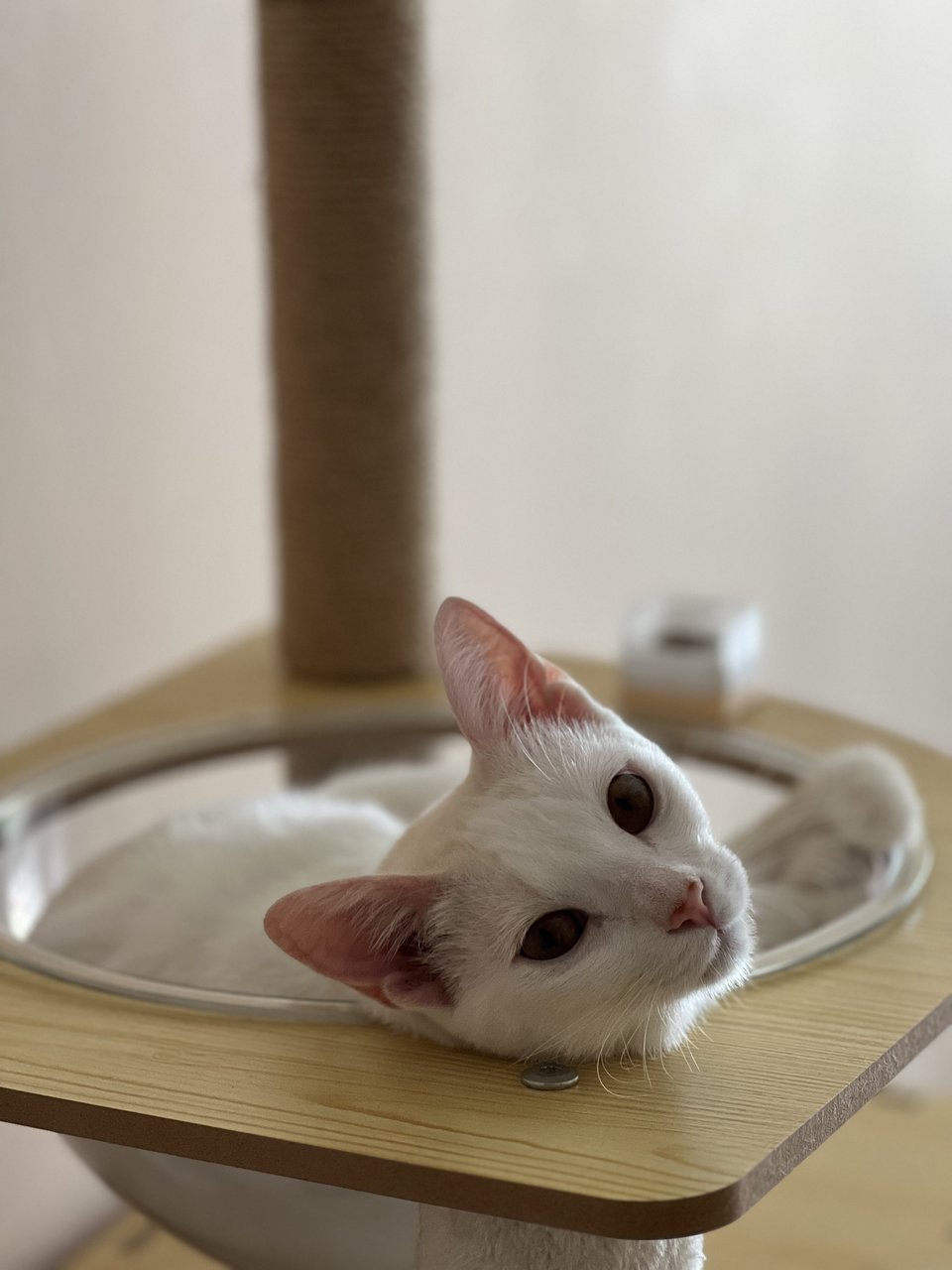 Casper - Domestic Short Hair Cat