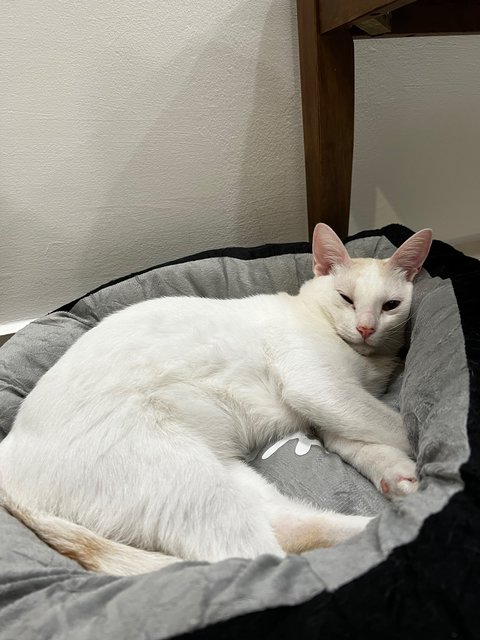 Casper - Domestic Short Hair Cat