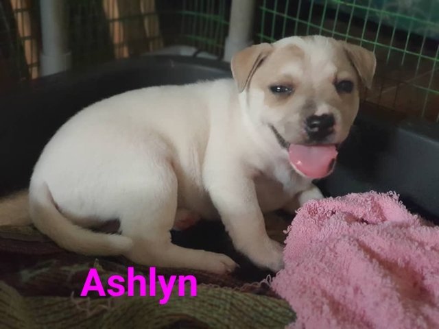 Ashlyn - Mixed Breed Dog