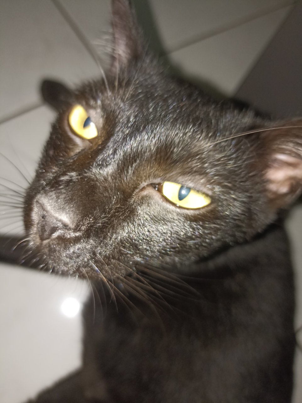 Kuro - Domestic Short Hair Cat