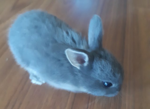 Wombat - Mini Rex Rabbit