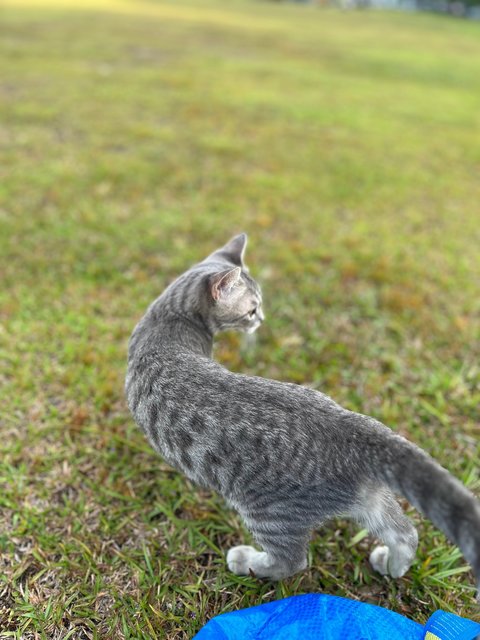 Kiki - Domestic Short Hair Cat