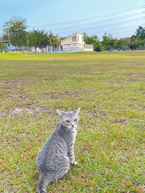 Kiki - Domestic Short Hair Cat