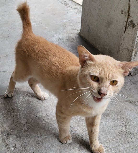 Amigoo - Domestic Short Hair Cat