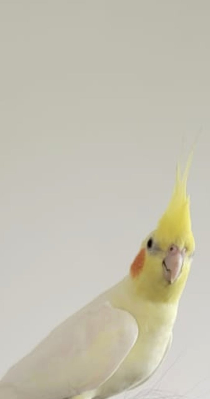 PF128193 - Cockatiel Bird