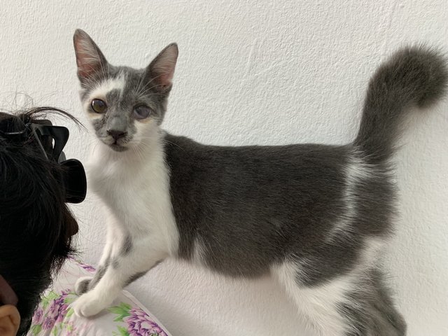 Boy &amp; Girl - Domestic Short Hair Cat