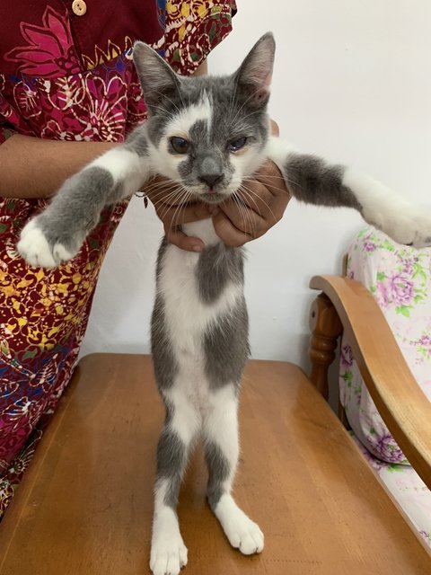 Boy &amp; Girl - Domestic Short Hair Cat