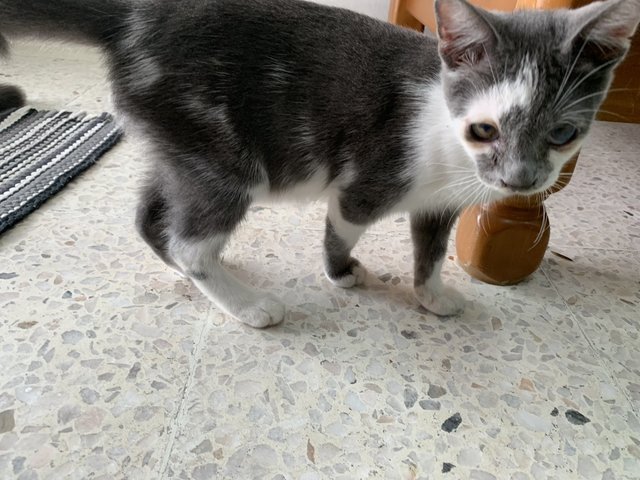 Boy &amp; Girl - Domestic Short Hair Cat