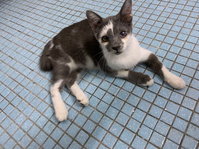 Boy &amp; Girl - Domestic Short Hair Cat