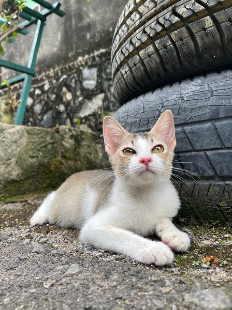 Kiwi - Domestic Short Hair Cat