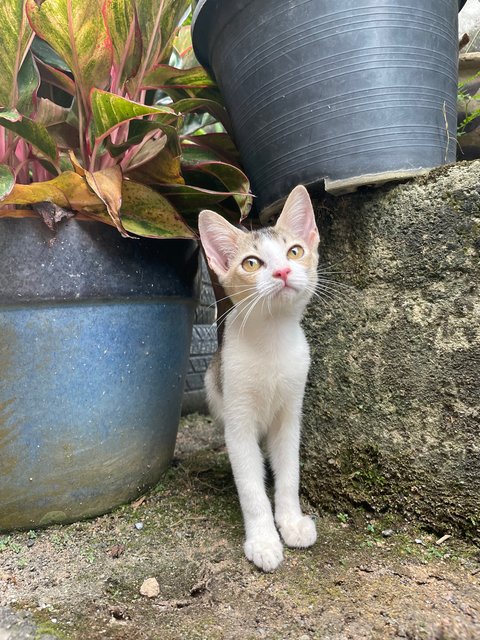 Kiwi - Domestic Short Hair Cat