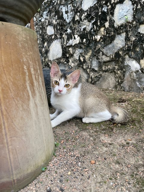 Kiwi - Domestic Short Hair Cat