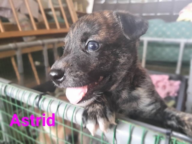 Astrid  - Mixed Breed Dog