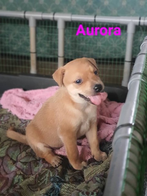 Aurora  - Mixed Breed Dog