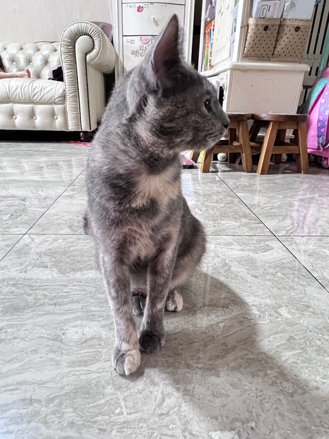 Sesame(Bsh Mix) - British Shorthair + Domestic Short Hair Cat